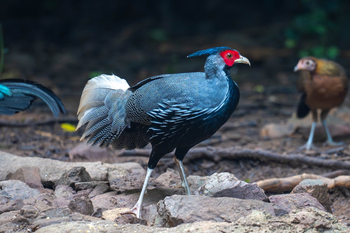 Kalij Sülünü - ML645935662