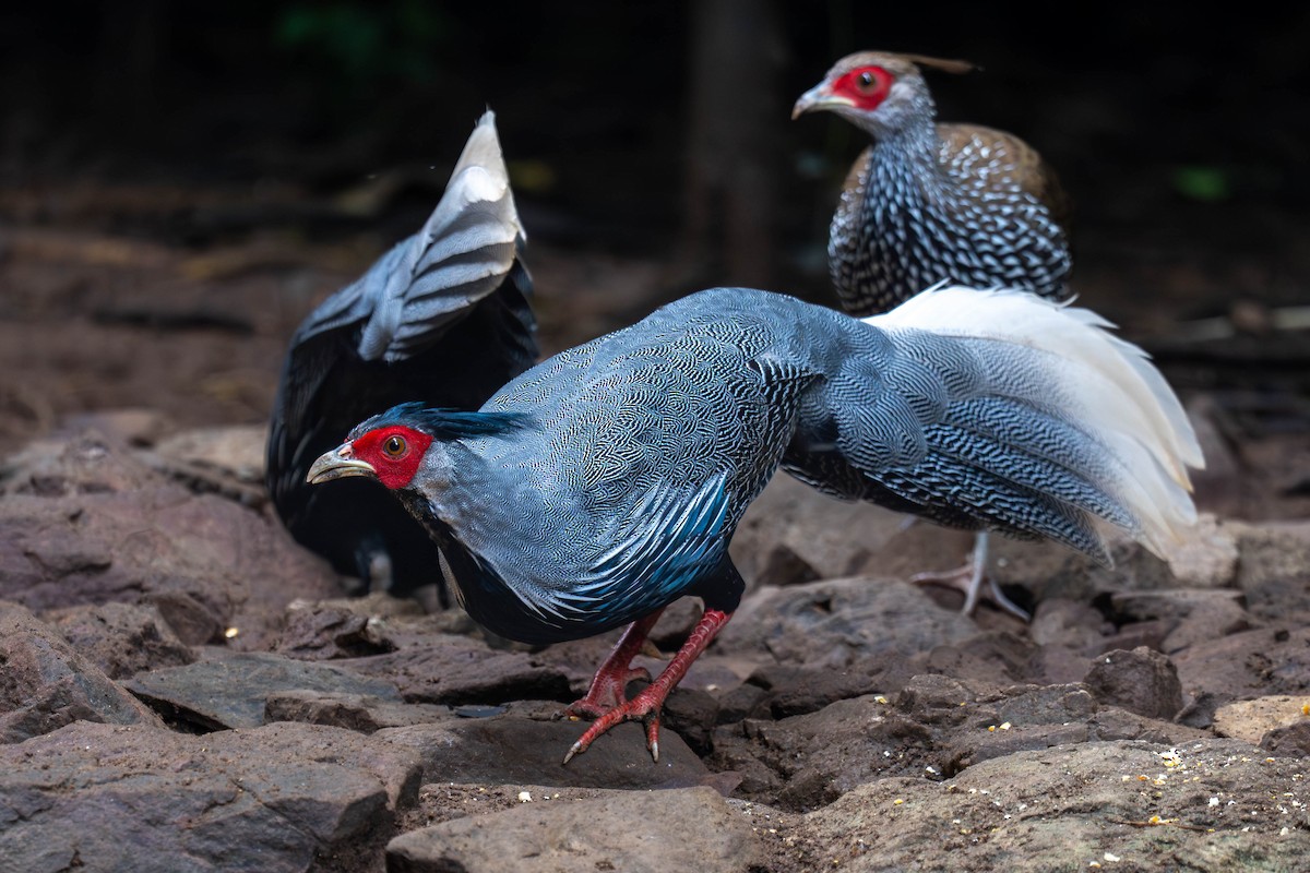 Kalij Sülünü - ML645935663