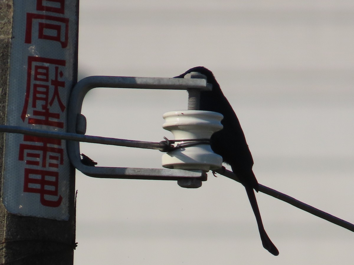 Kara Drongo - ML645935666