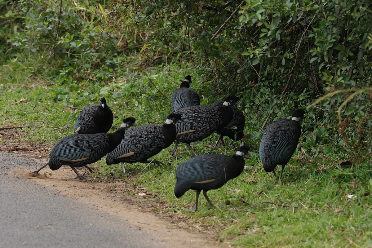 Güneyli Kıvırcık Beçtavuğu - ML645935667