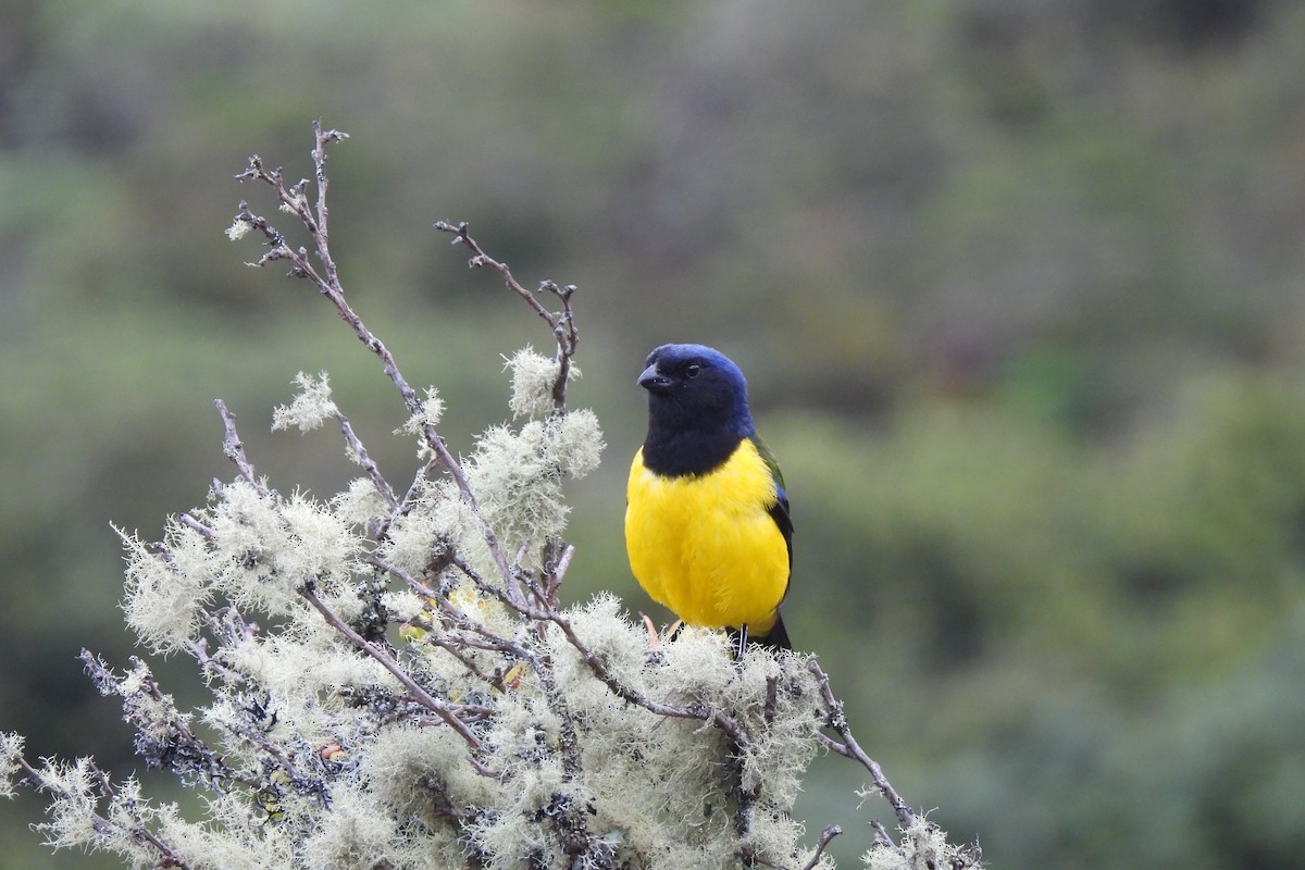 Kara Gerdanlı Dağ Tangarası - ML645935669