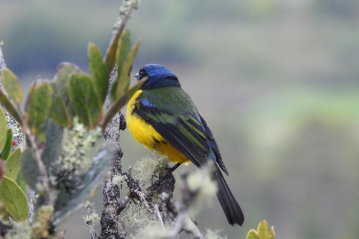 Kara Gerdanlı Dağ Tangarası - ML645935670