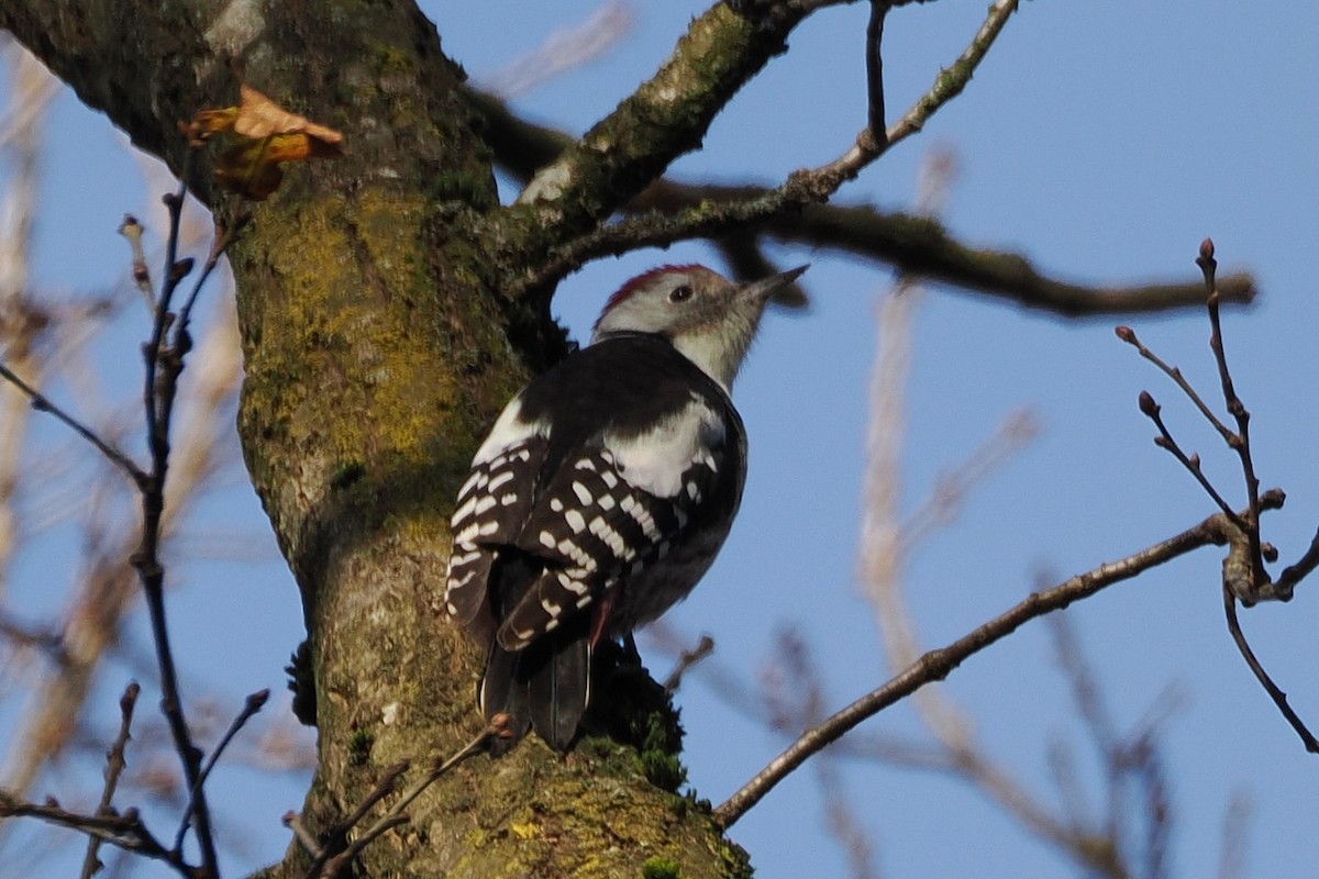 Ortanca Ağaçkakan - ML645935671