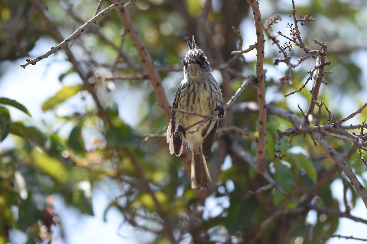 Baştankara Tiranuleti - ML645935673