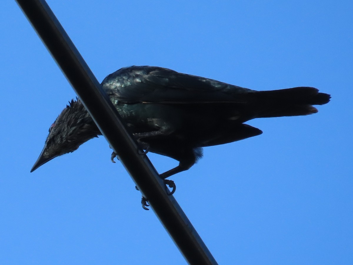 Malay Sığırcığı - ML645935676