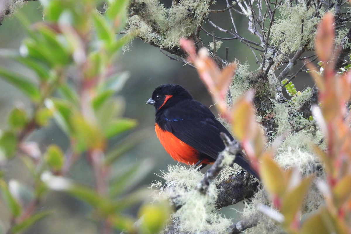 Scarlet-bellied Mountain Tanager - ML645935684