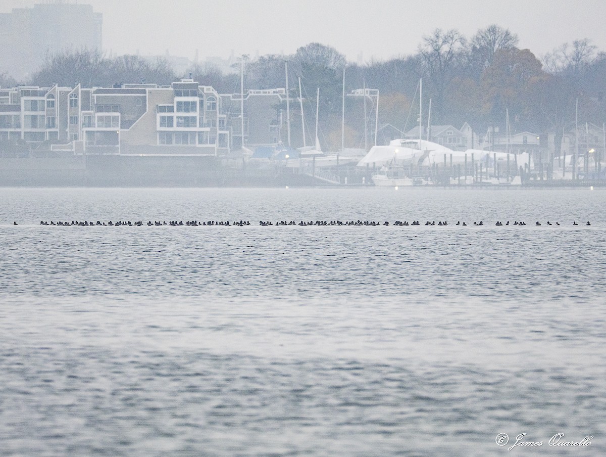 Greater Scaup - ML645935687