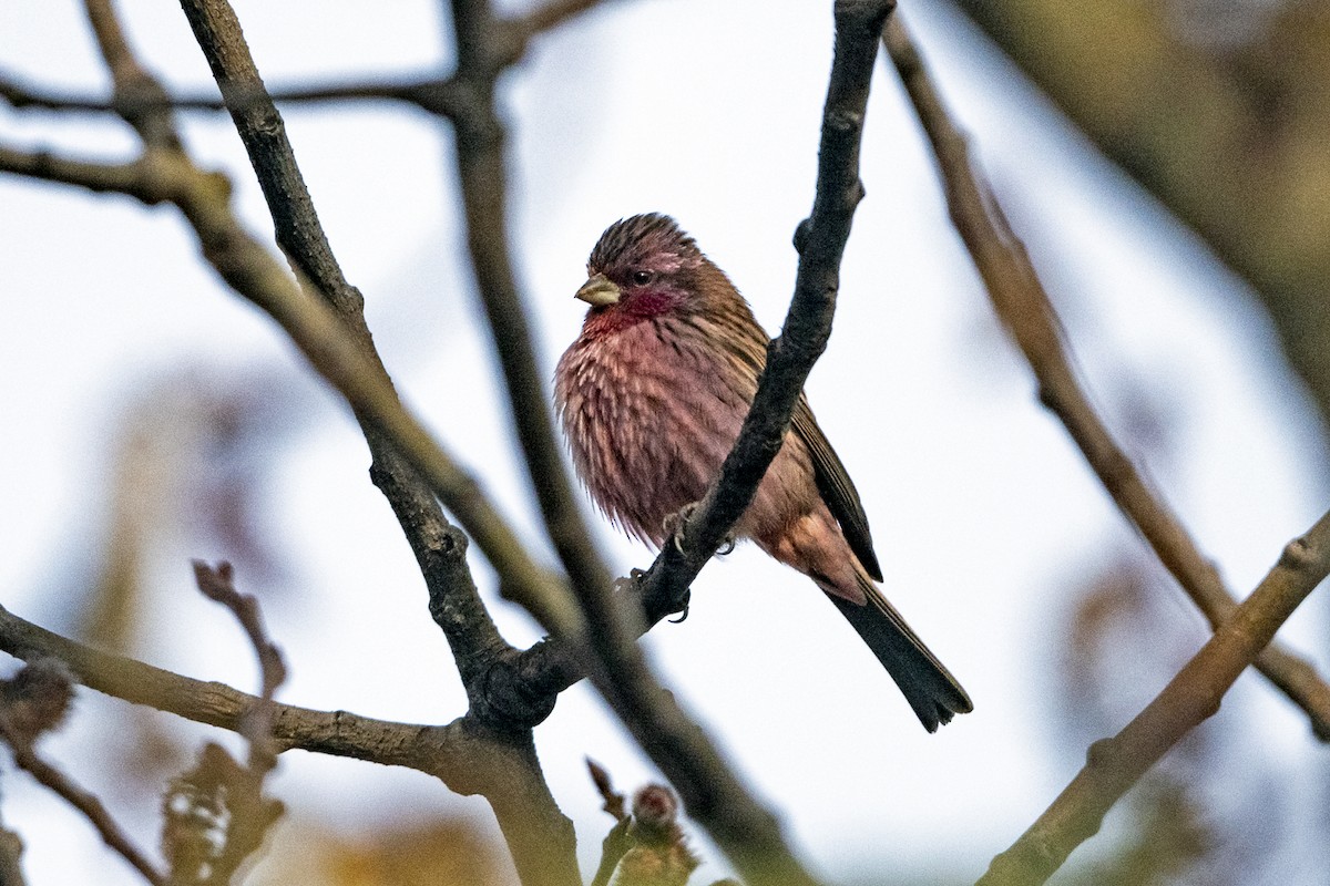 Pink-rumped Rosefinch - ML645935688