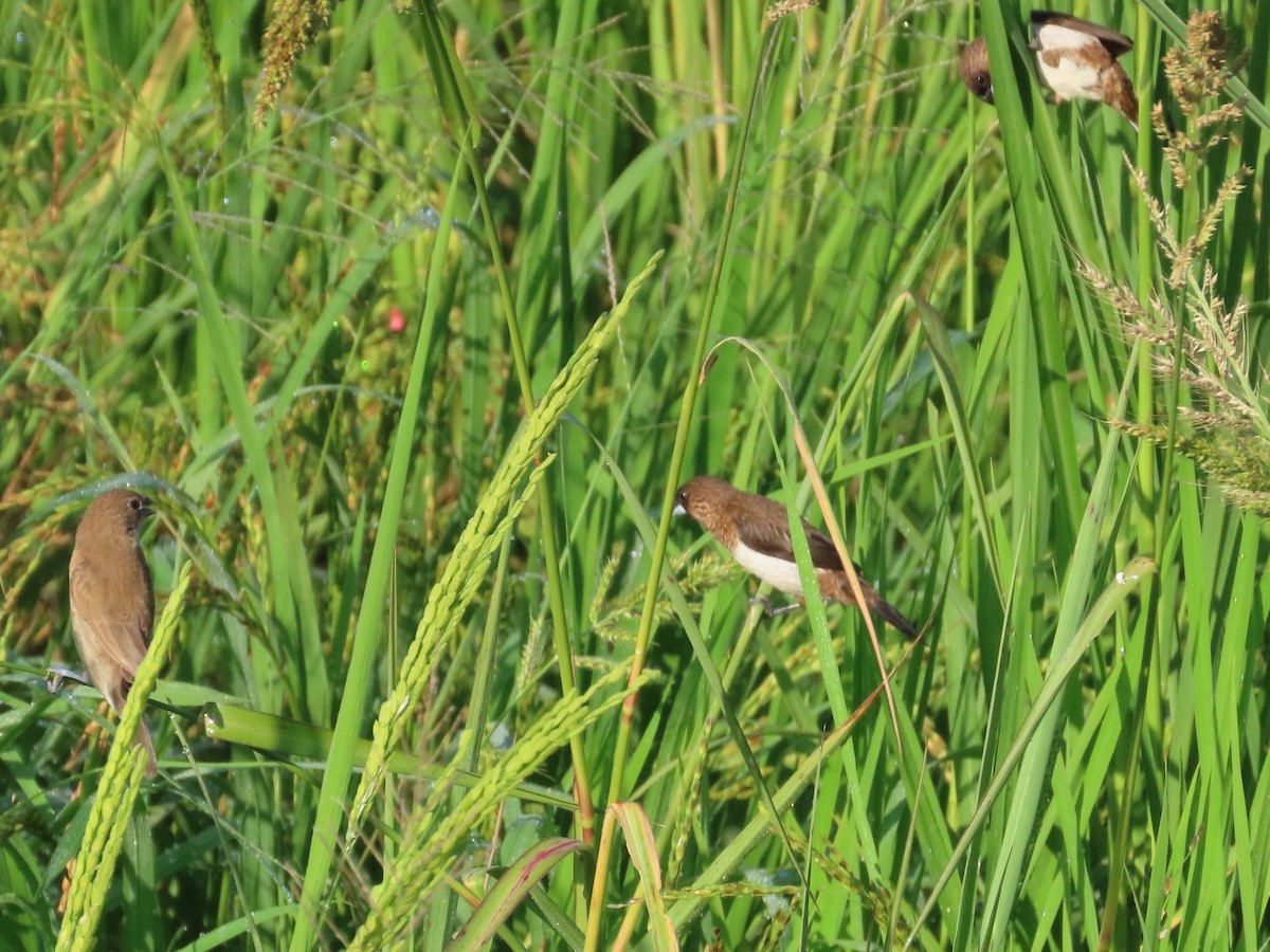 White-rumped Munia - ML645935689