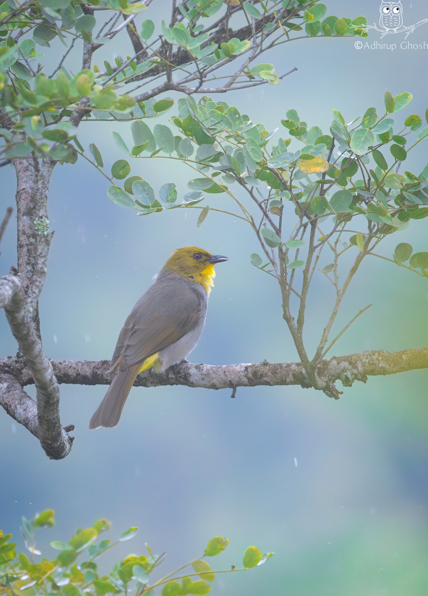 Yellow-throated Bulbul - ML645935690