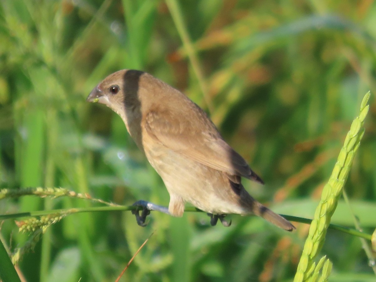 Scaly-breasted Munia - ML645935691