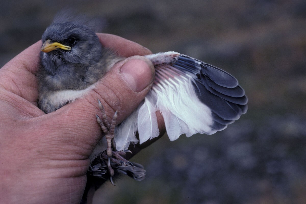 Snow Bunting - ML645935692
