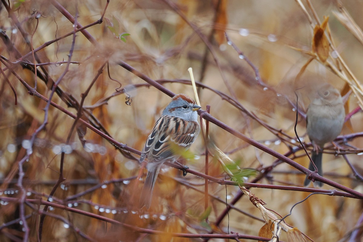 American Tree Sparrow - ML645935693