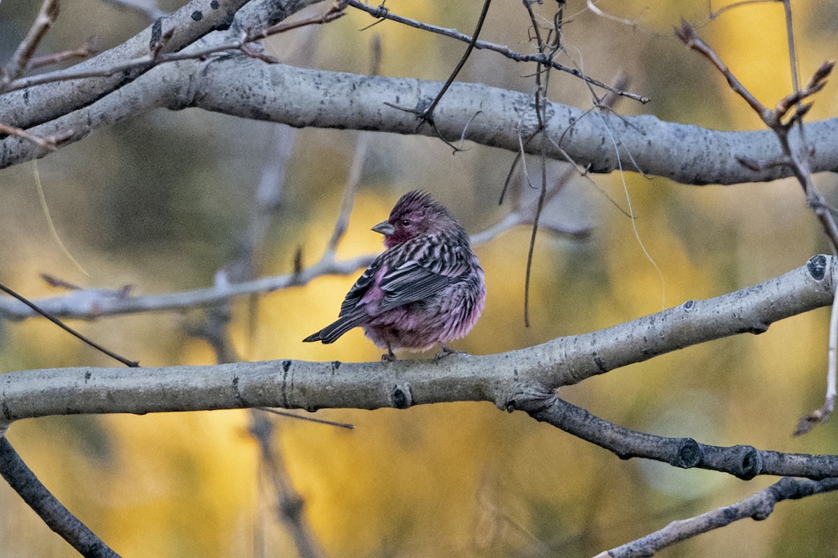 Pink-rumped Rosefinch - ML645935694