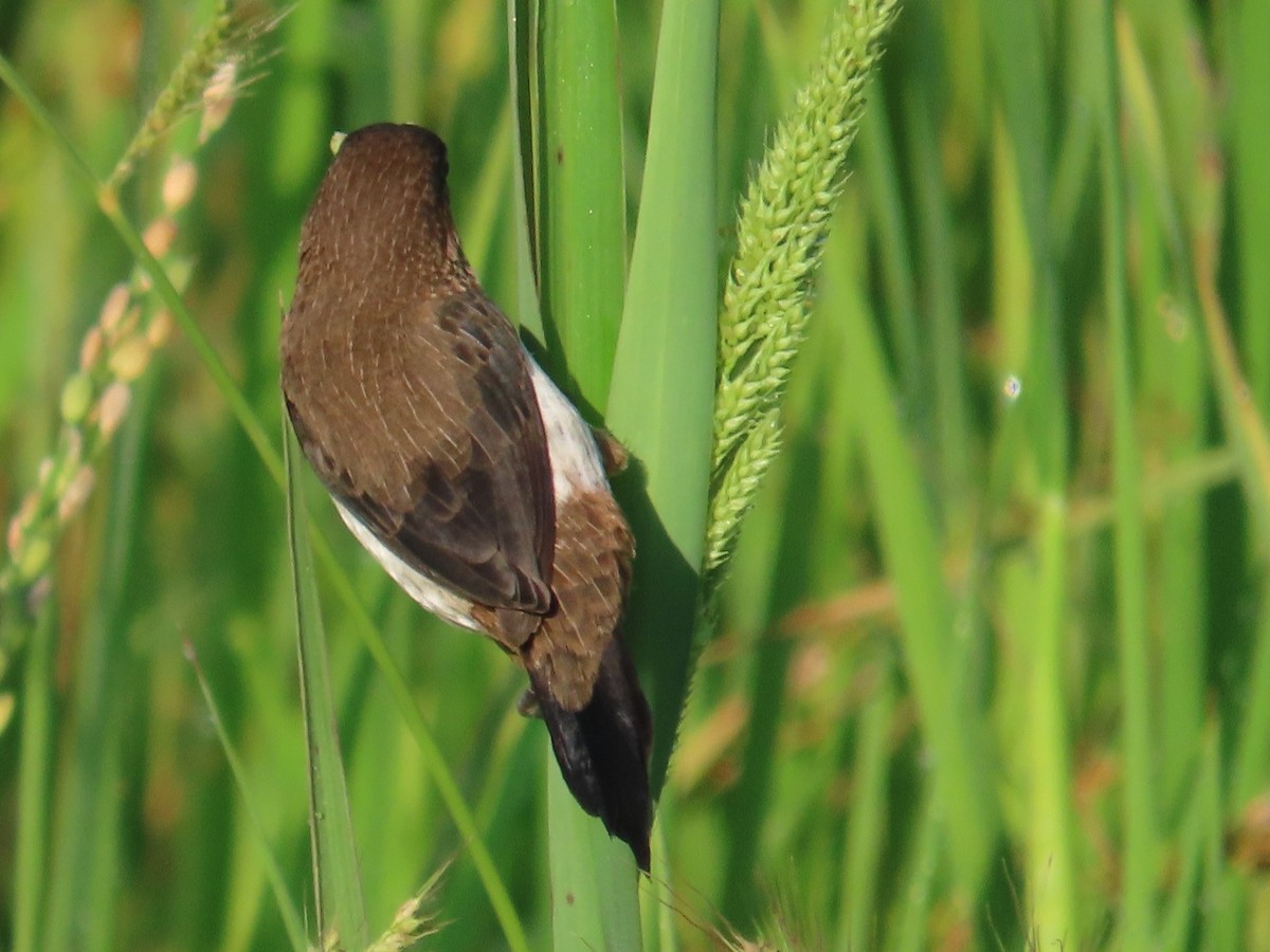 White-rumped Munia - ML645935695