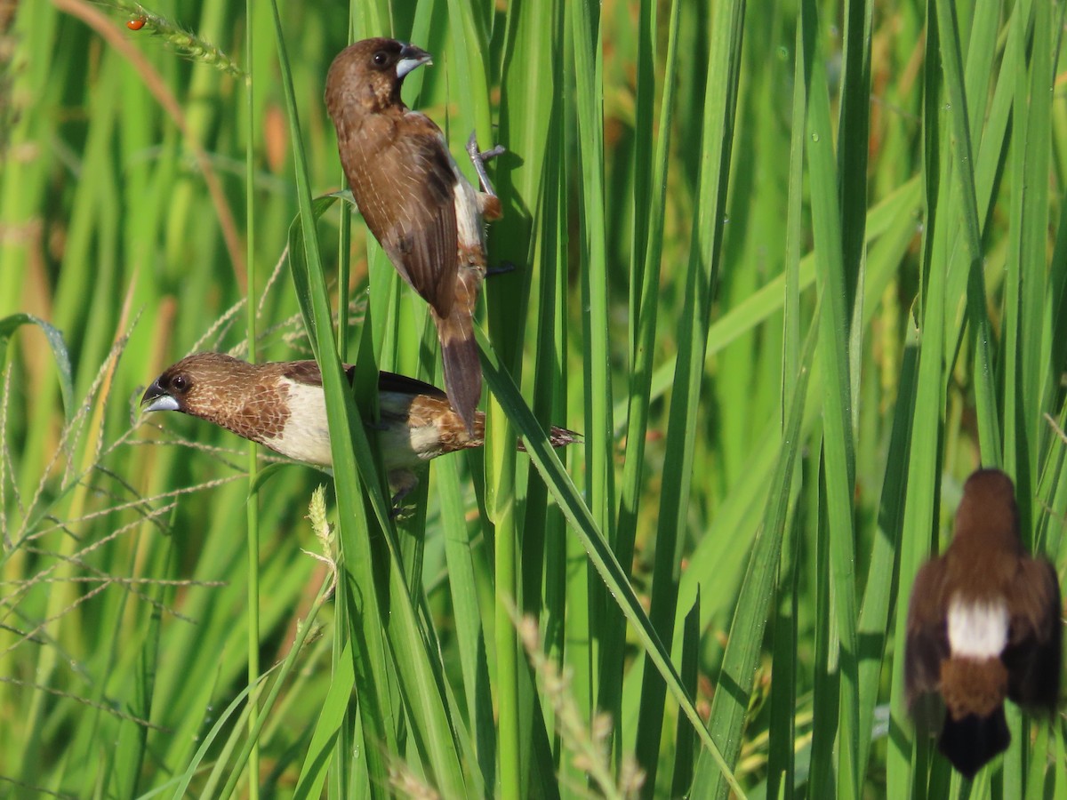White-rumped Munia - ML645935696