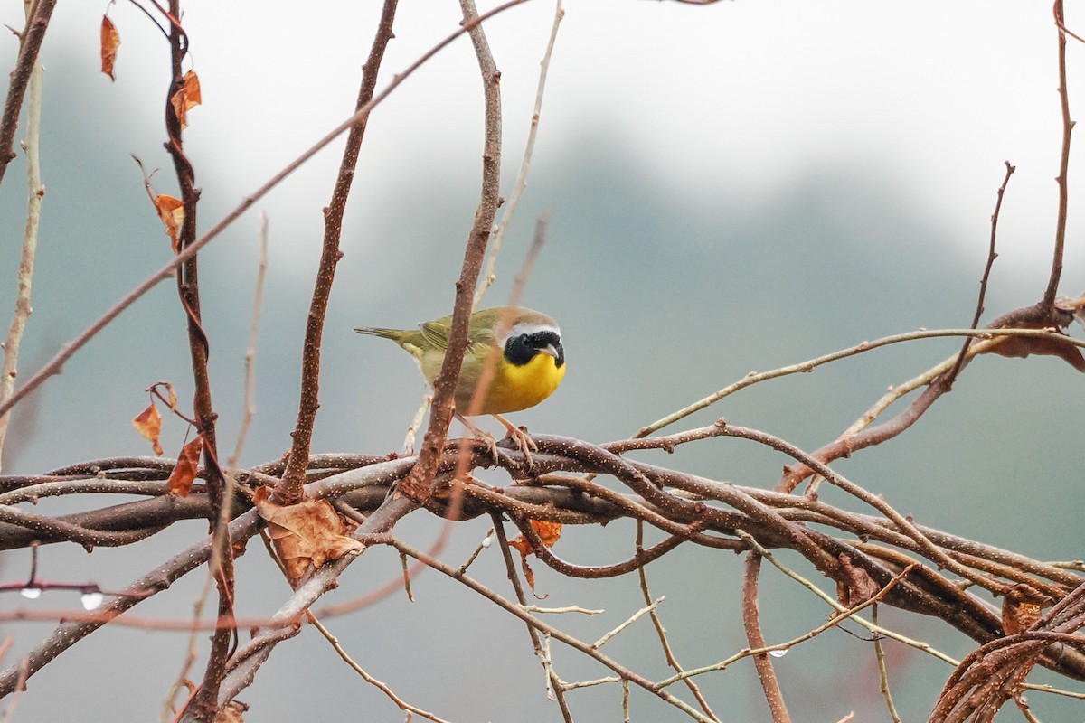 Common Yellowthroat - ML645935698