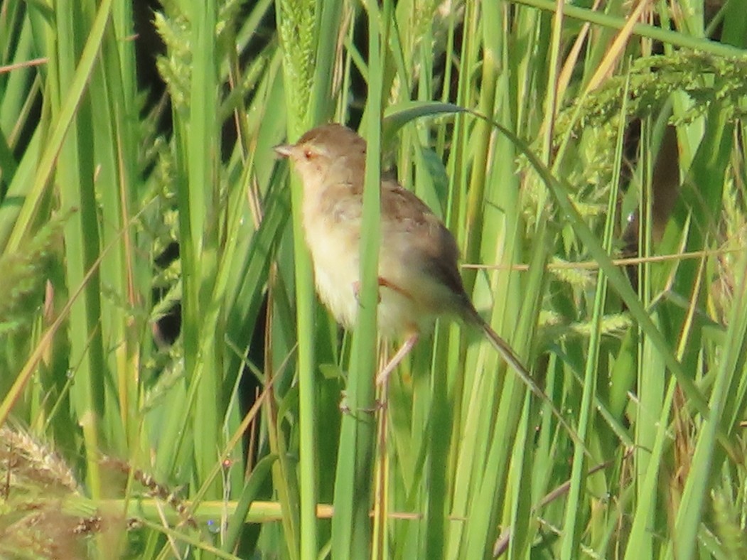 Plain Prinia - ML645935699