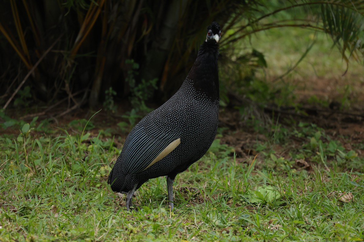 Southern Crested Guineafowl - ML645935700