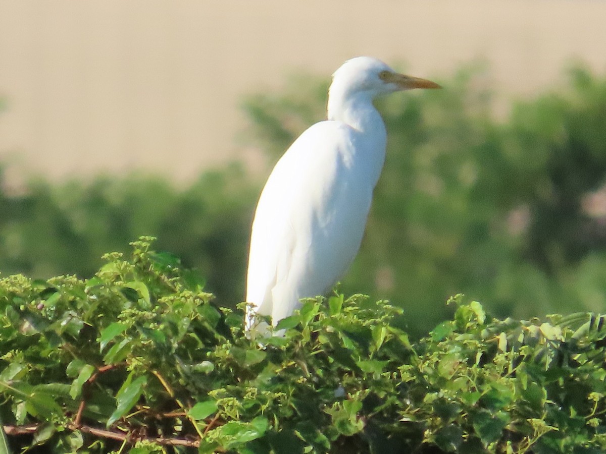 Eastern Cattle-Egret - ML645935702