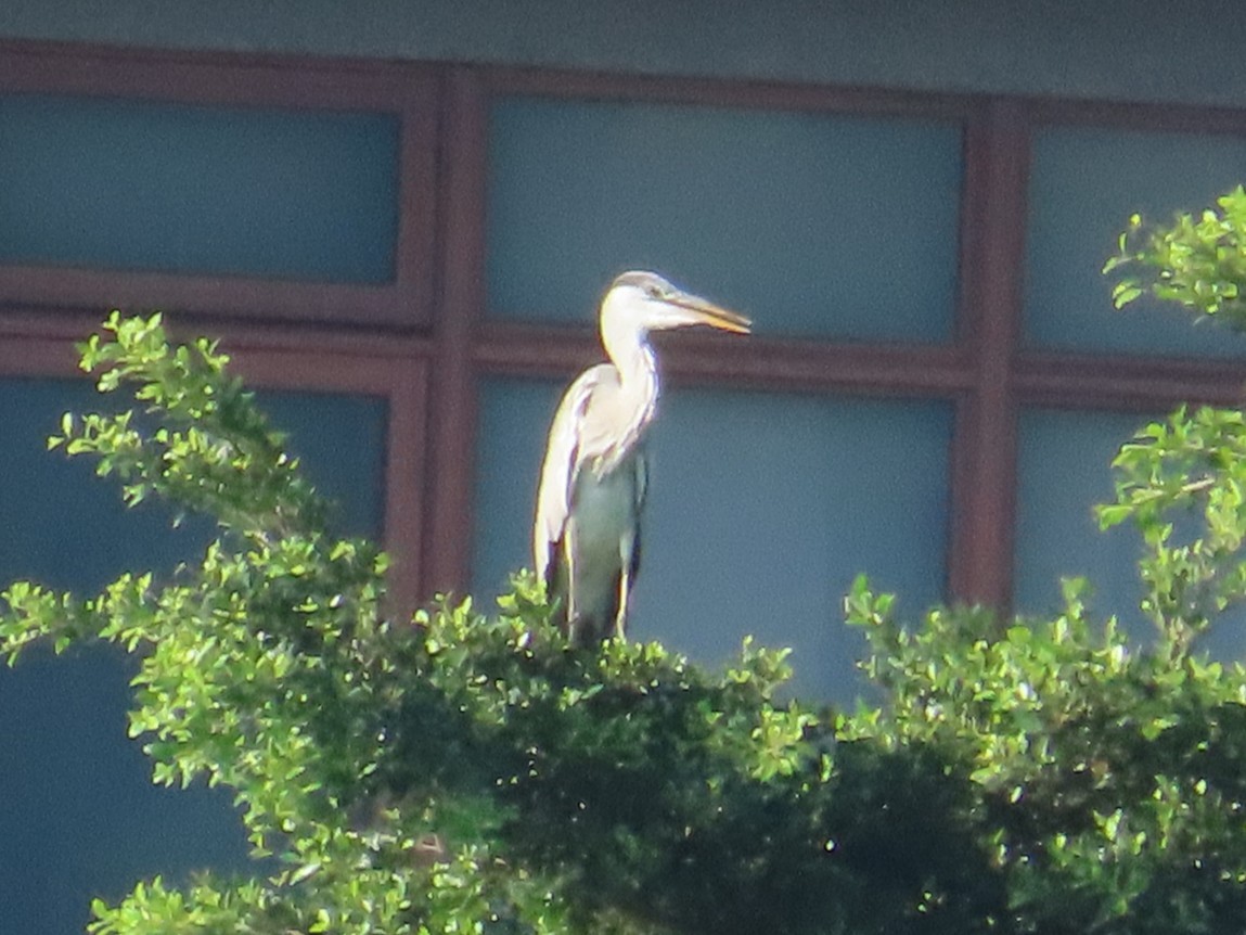 Gray Heron - ML645935703