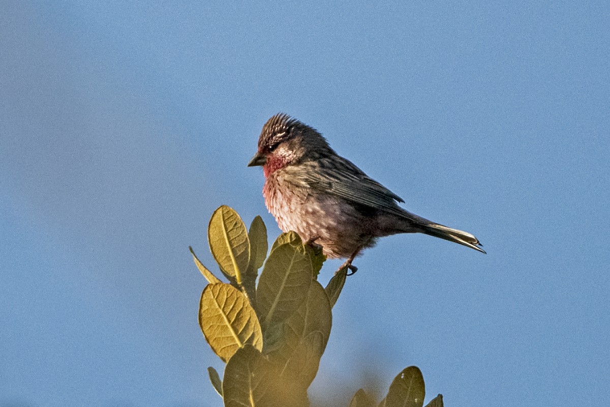 Pink-rumped Rosefinch - ML645935704
