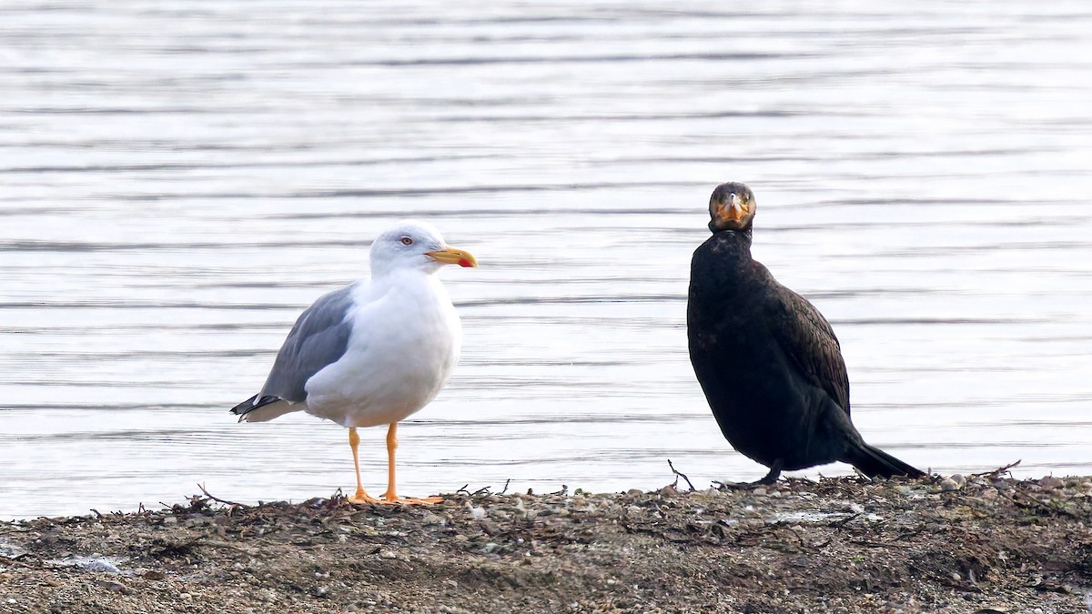 Yellow-legged Gull - ML645935707