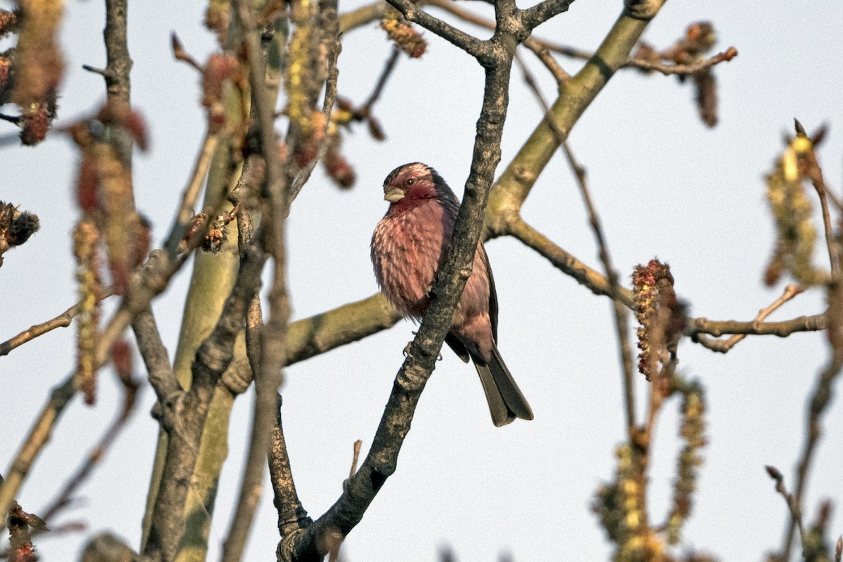 Pink-rumped Rosefinch - ML645935709