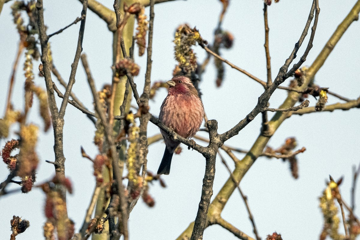 Auroragimpel - ML645935710