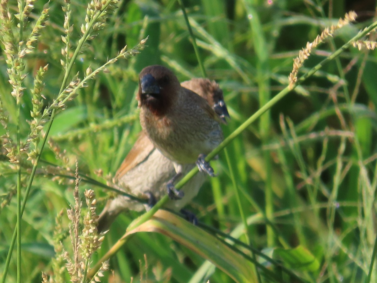 Scaly-breasted Munia - ML645935711