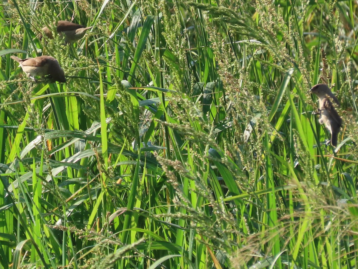 Scaly-breasted Munia - ML645935712