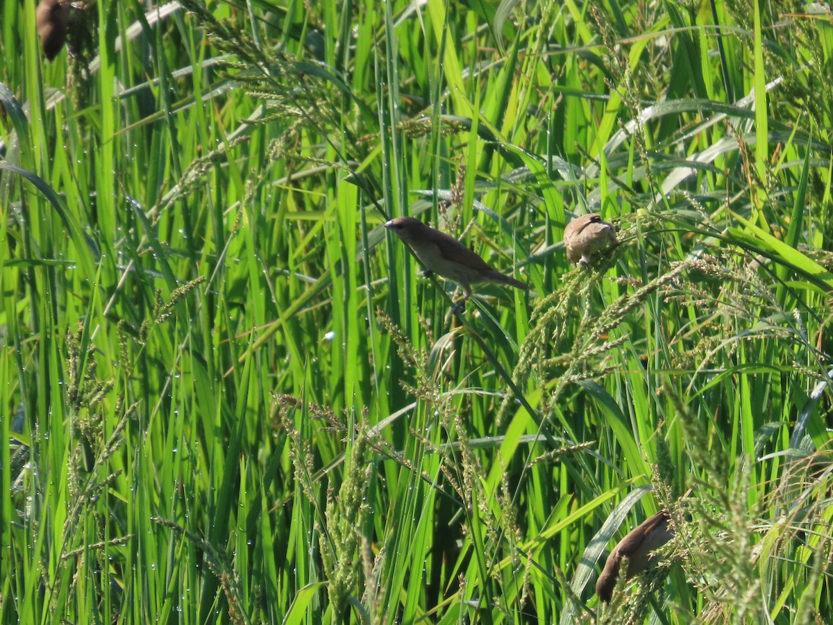 Scaly-breasted Munia - ML645935713