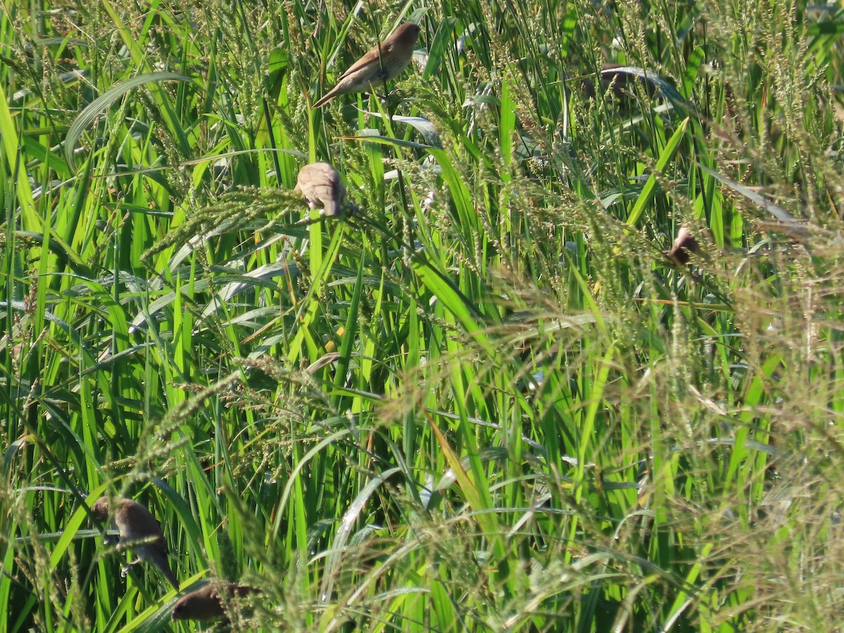 Scaly-breasted Munia - ML645935714