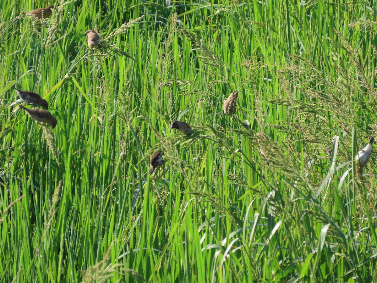 Scaly-breasted Munia - ML645935715