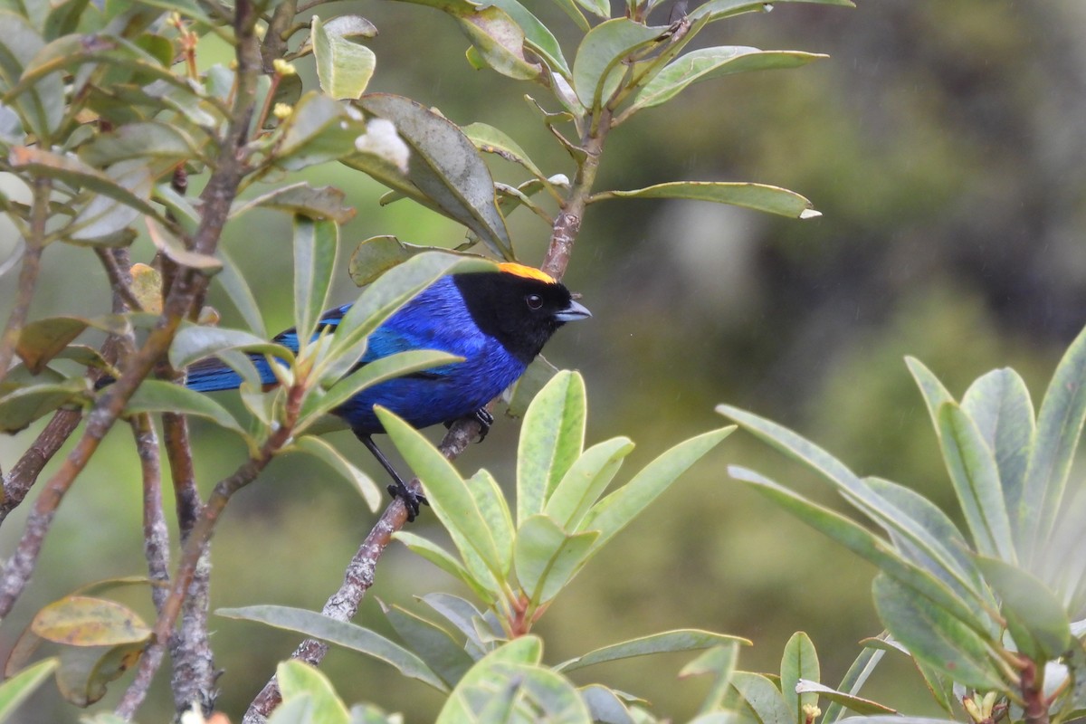 Golden-crowned Tanager - ML645935716
