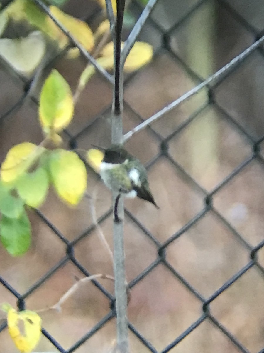 Ruby-throated Hummingbird - ML645935717