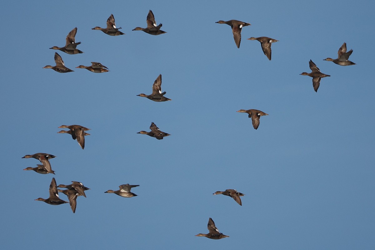 Gadwall - ML645935718