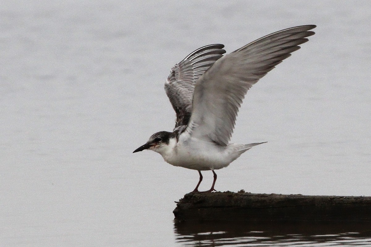 Whiskered Tern - ML645935719