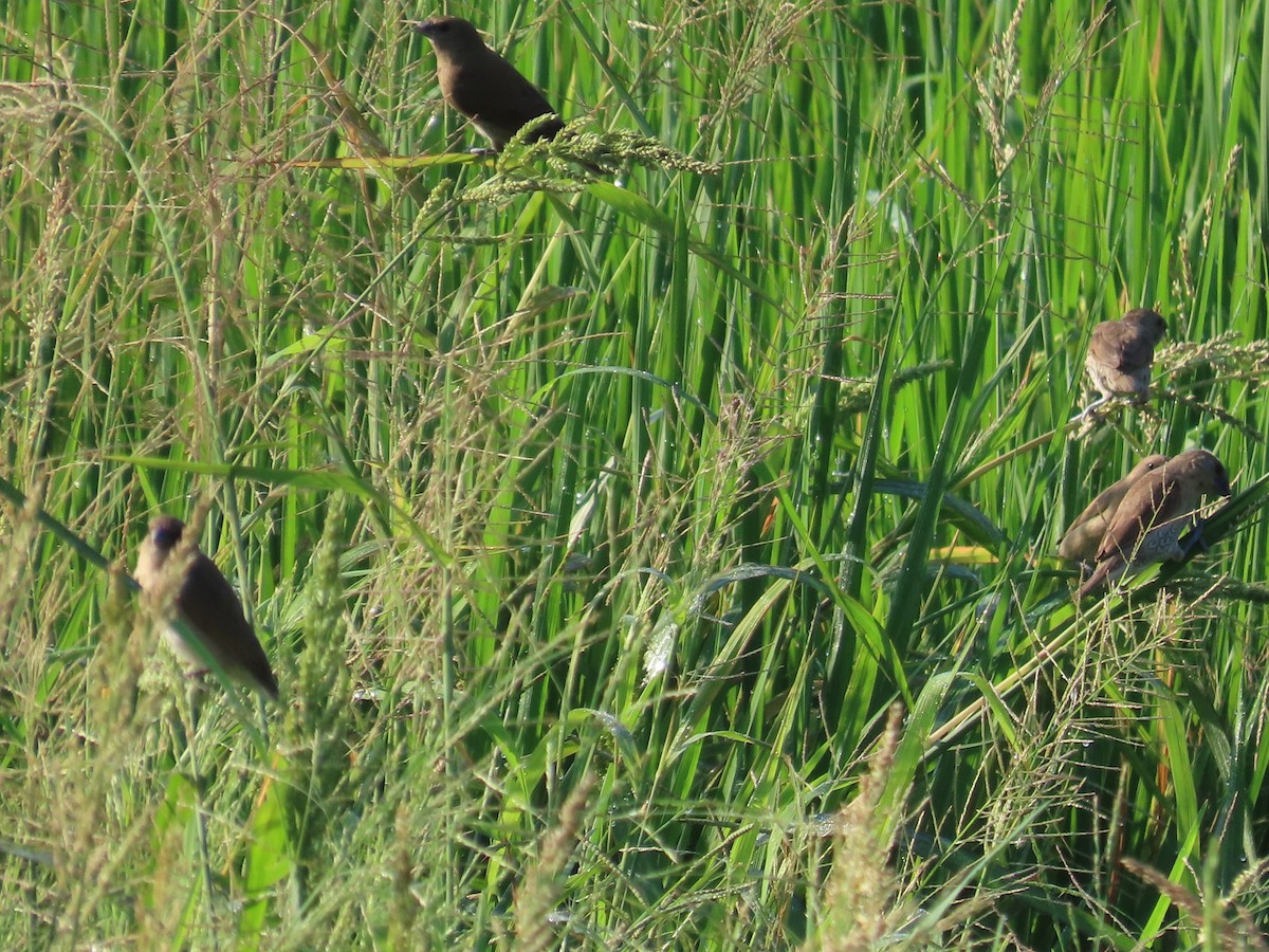 Scaly-breasted Munia - ML645935720