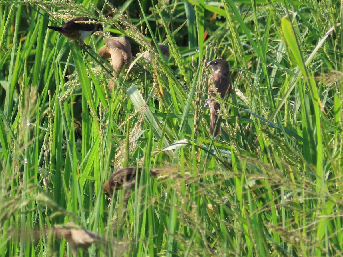Scaly-breasted Munia - ML645935721