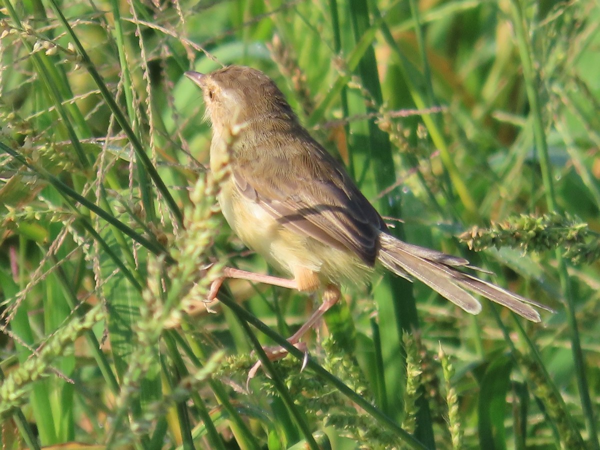 Plain Prinia - ML645935722