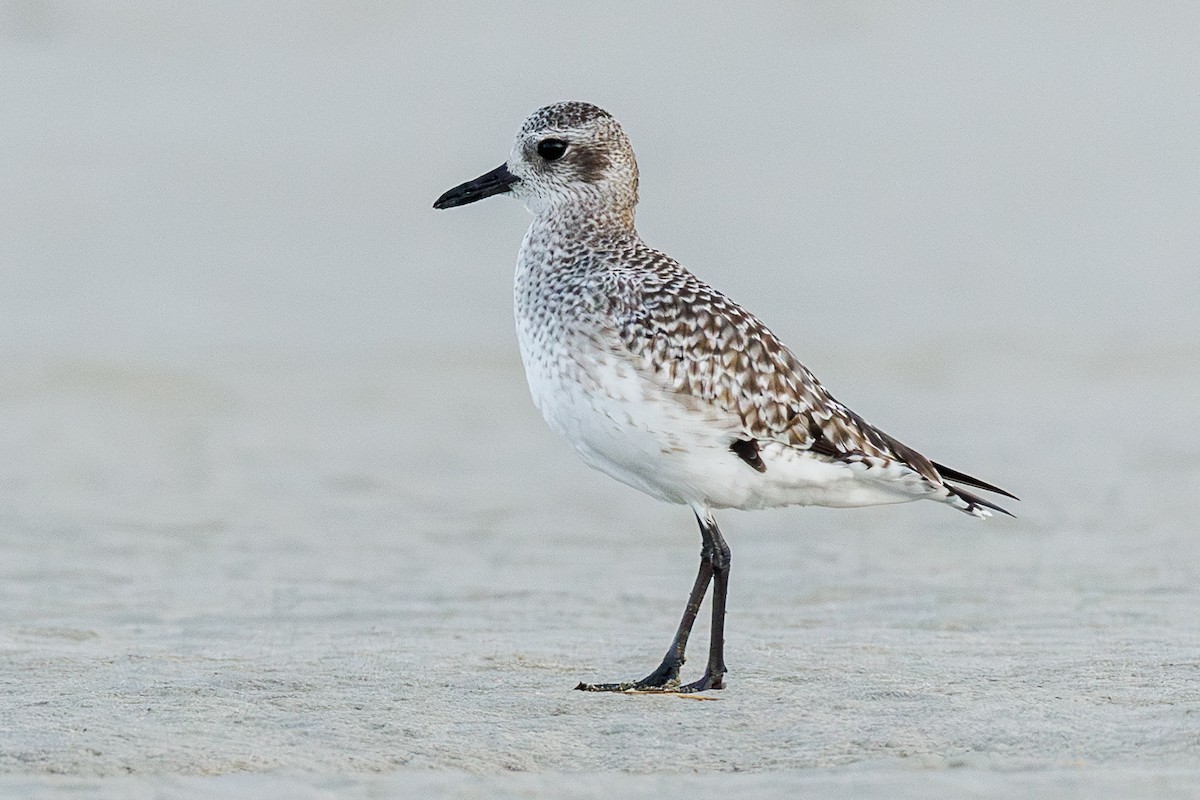 Black-bellied Plover - ML645935723