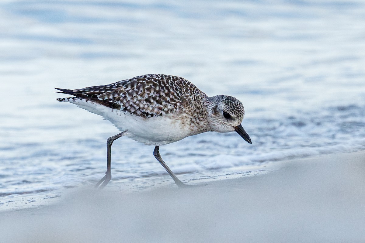 Black-bellied Plover - ML645935724