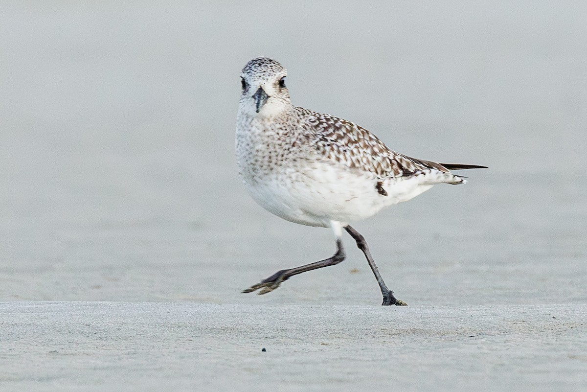 Black-bellied Plover - ML645935725