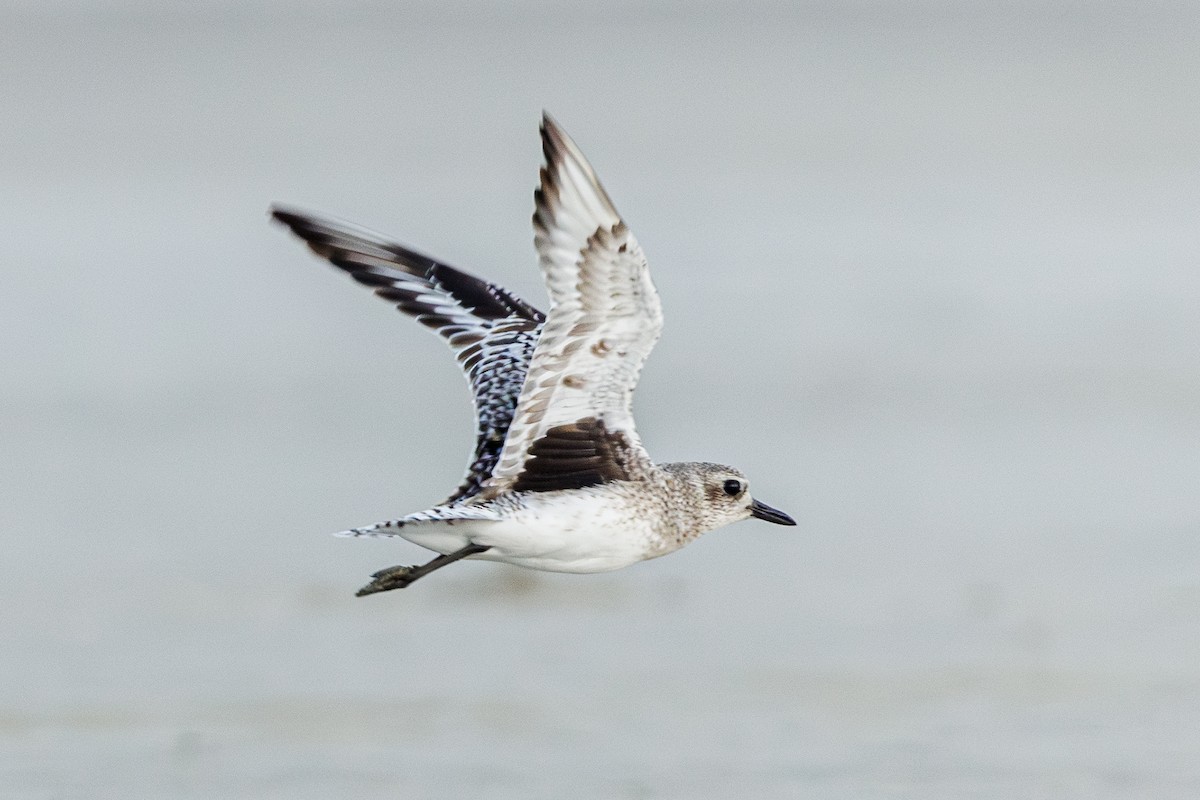 Black-bellied Plover - ML645935726