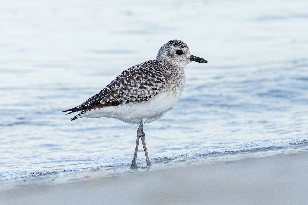 Black-bellied Plover - ML645935727