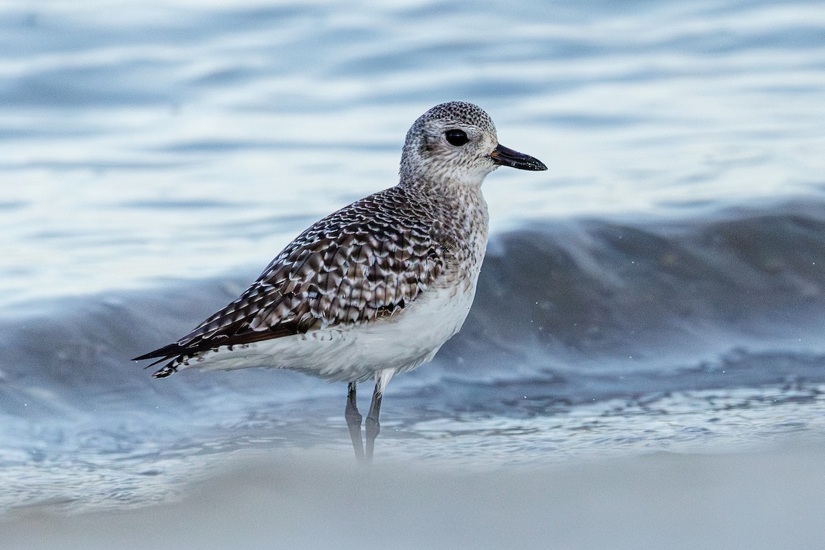 Black-bellied Plover - ML645935728