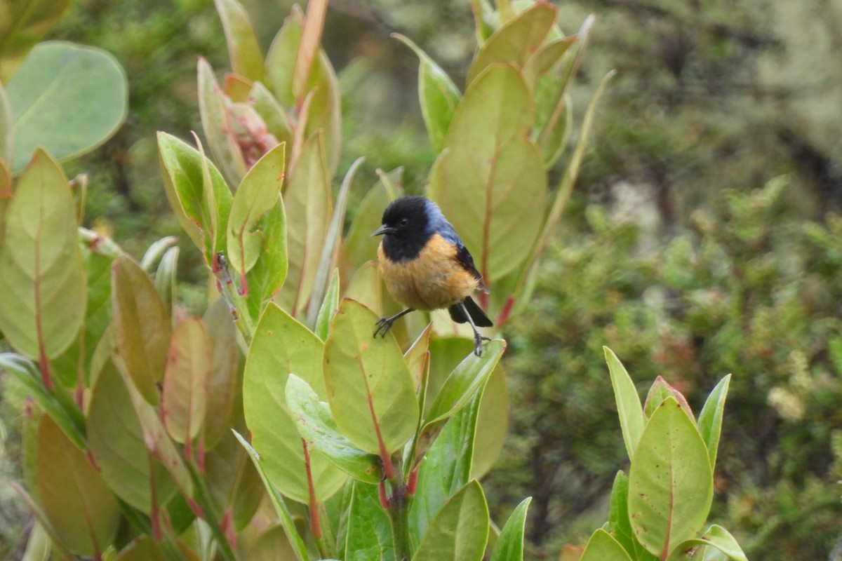Blue-backed Conebill - ML645935732