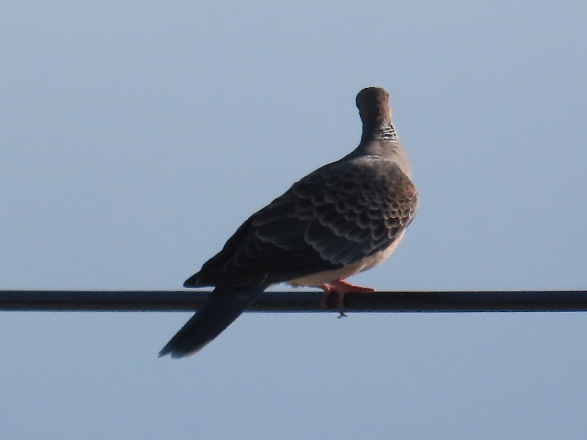 Oriental Turtle-Dove - ML645935734