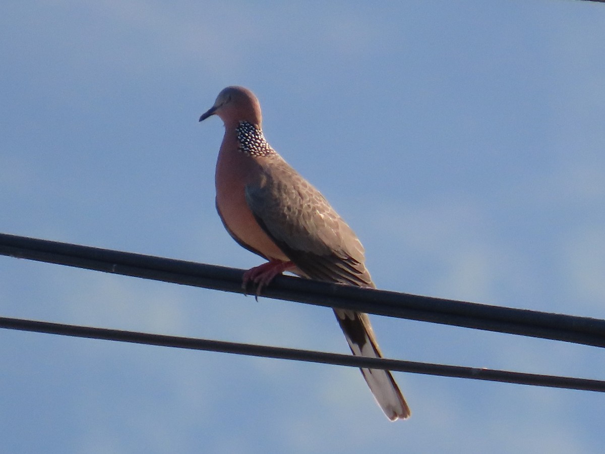 Spotted Dove - ML645935735